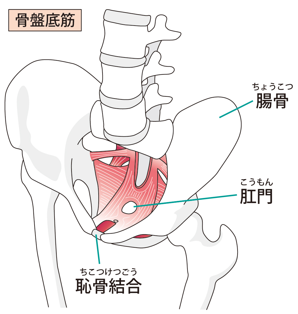 尿漏れ 過活動膀胱 はるやま鍼灸整骨院 公式ブログ 神戸市北区の鍼灸整骨院 はるやま鍼灸整骨院